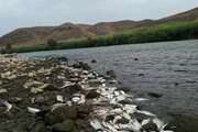 علت تلفات ماهی‌های رودخانه ارس عاملی غیر عفونی است